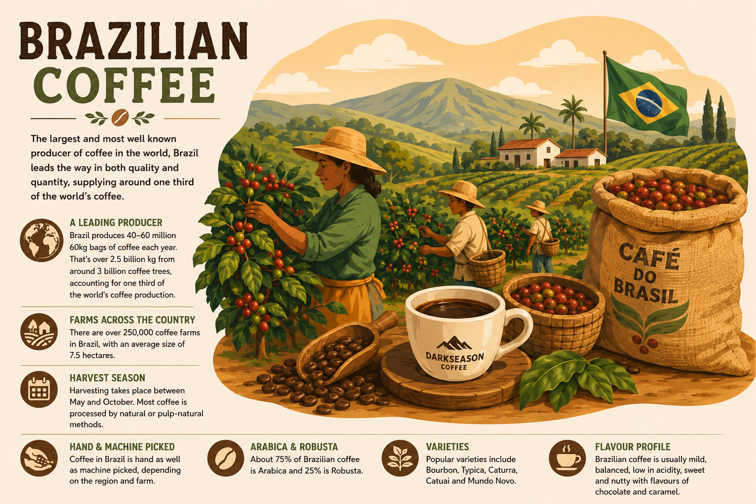 Brazilian coffee infographic showing coffee farms, coffee harvesting, coffee cherries, roasted beans, and a cup of coffee, highlighting Brazil's position as the world's largest coffee producer and its smooth, nutty flavour profile.