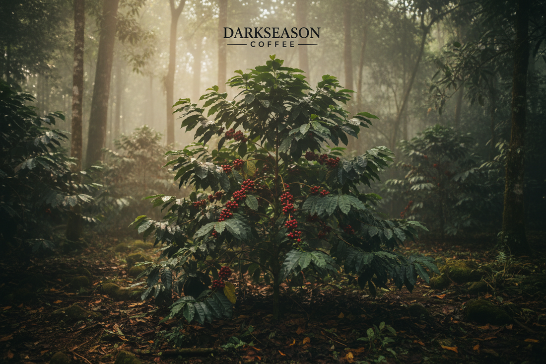 The Coffee Tree